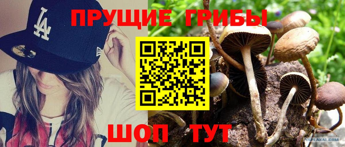Тавда  Псилоцибиновые грибы ЛСД  Вход с VPN 